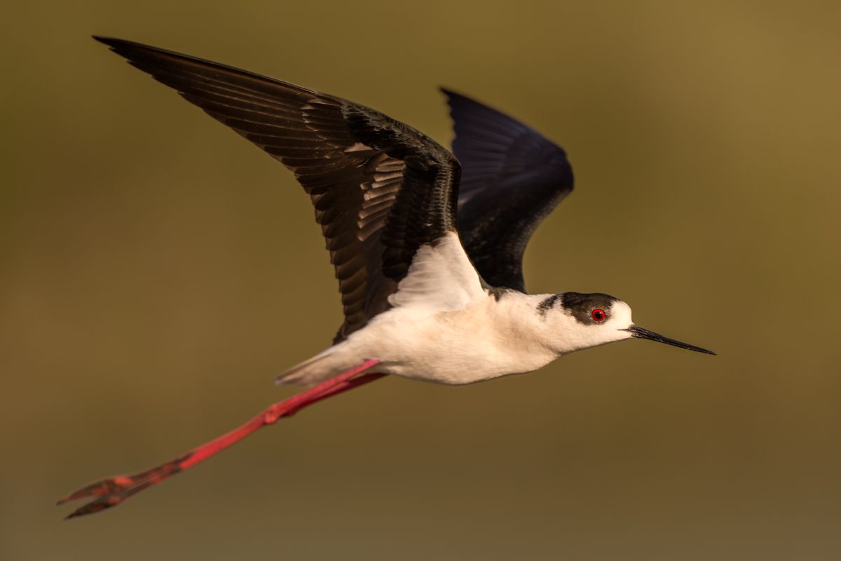 Galerie mit Vogelfotos von Limikolen, fotografiert von Naturfotograf Nicolas Stettler..