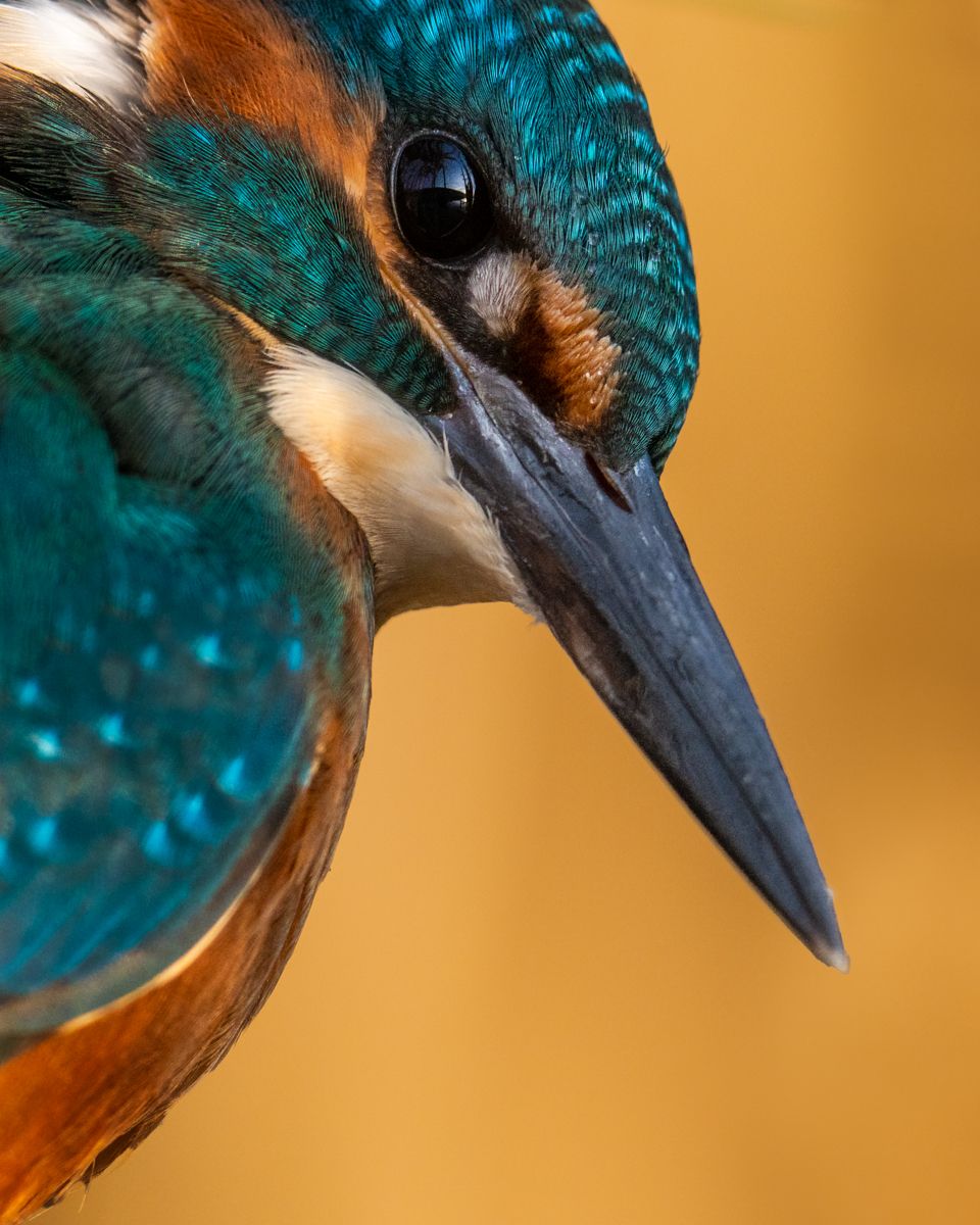 Gallery of water birds images of nature photographer Nicolas Stettler.