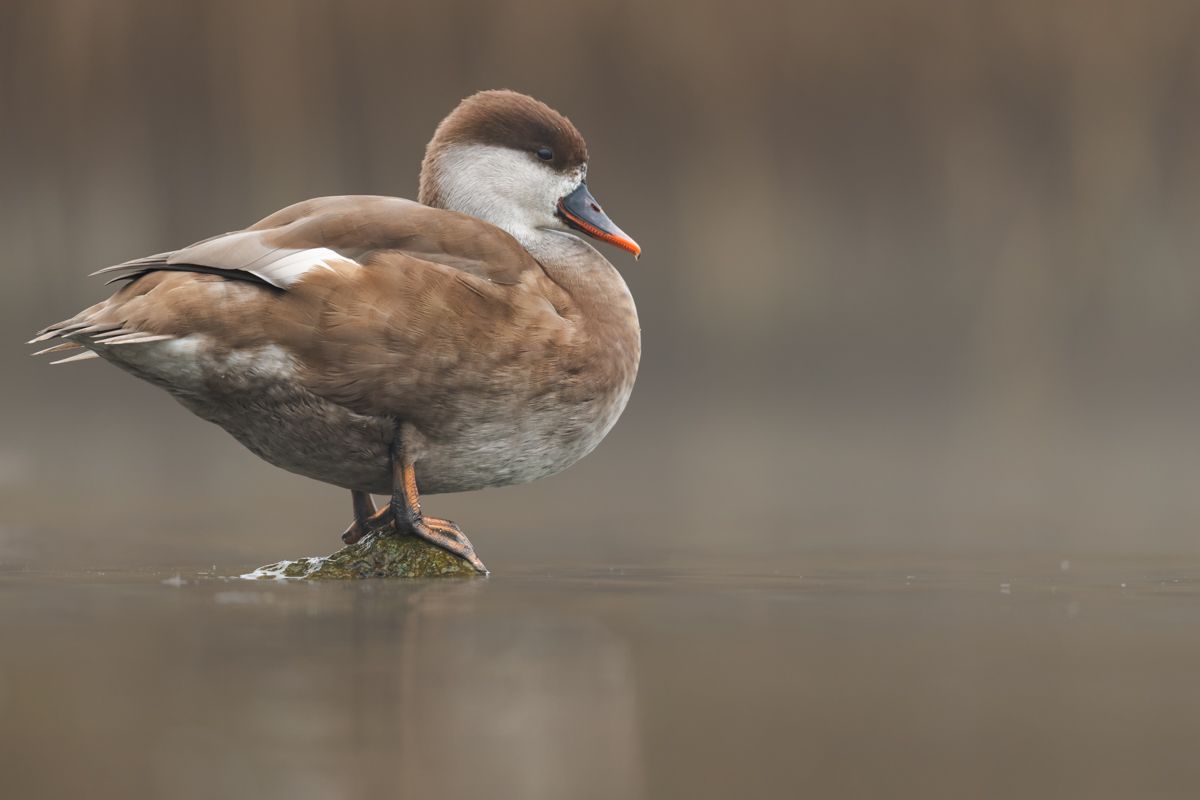 Galerie mit Vogelfotos von Wasservögeln, fotografiert von Naturfotograf Nicolas Stettler..