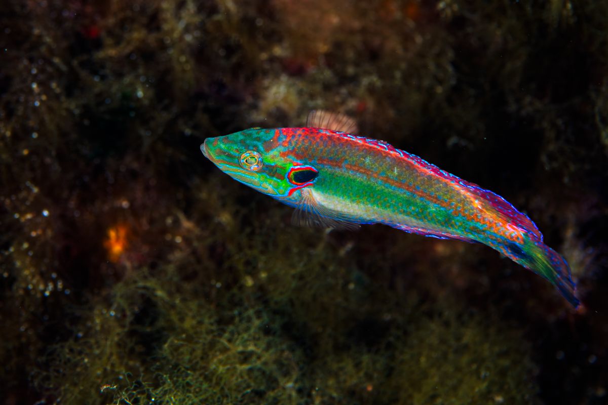 Gallery of fish, photographed by nature photographer Nicolas Stettler.