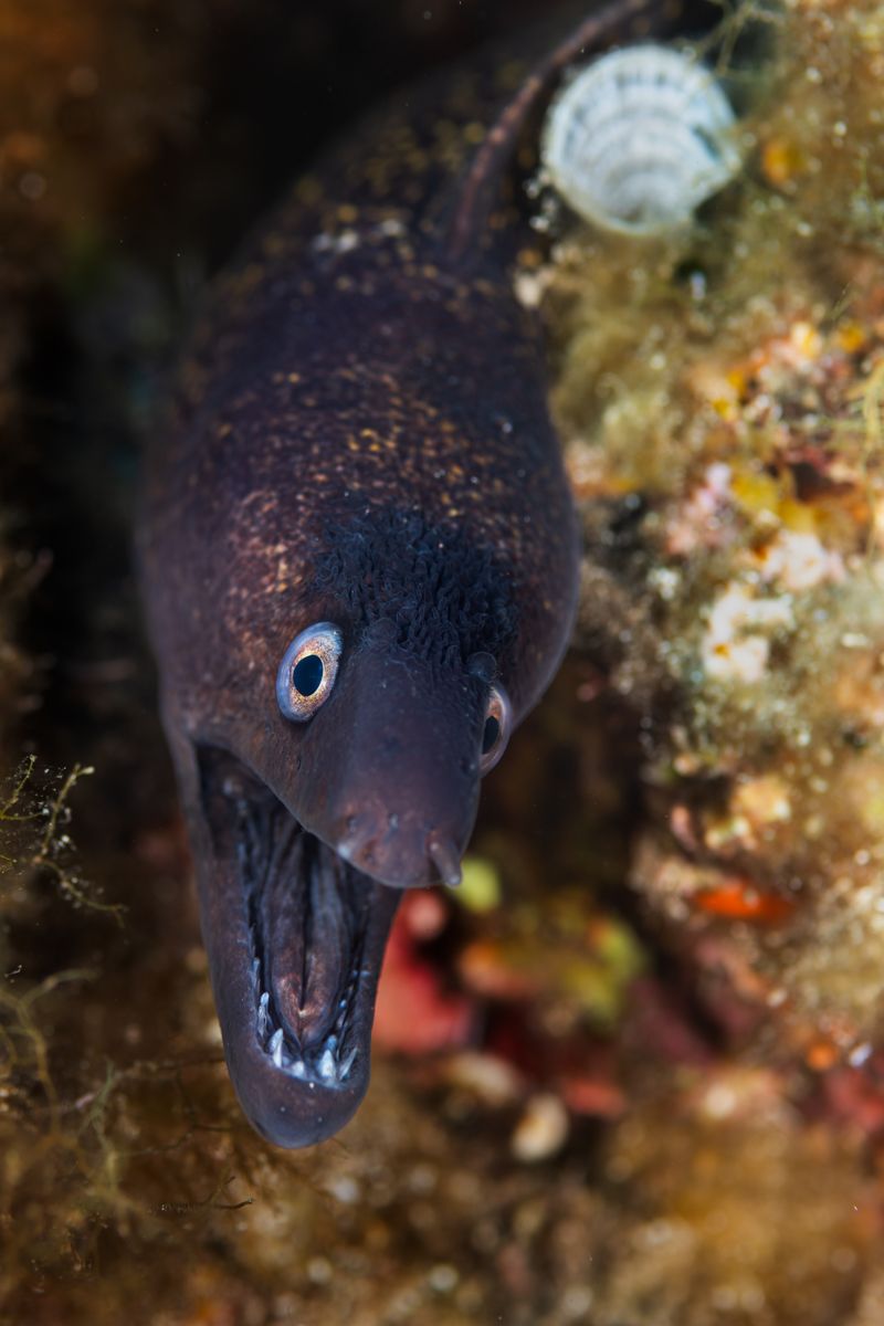 Galerie mit Fotos von Fische, fotografiert von Naturfotograf Nicolas Stettler..