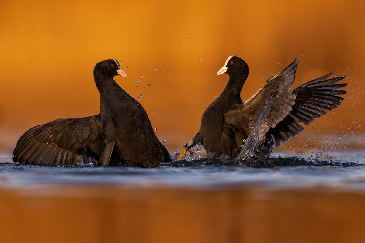 Galerie mit Vogelfotos von Wasservögeln, fotografiert von Naturfotograf Nicolas Stettler..