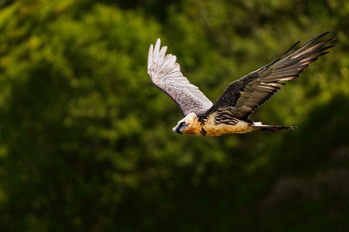 Galerie mit Fotos von Greifvögeln, fotografiert von Naturfotograf Nicolas Stettler.