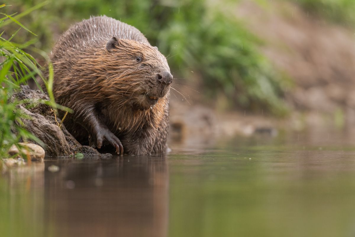 Gallery of fish, photographed by nature photographer Nicolas Stettler.