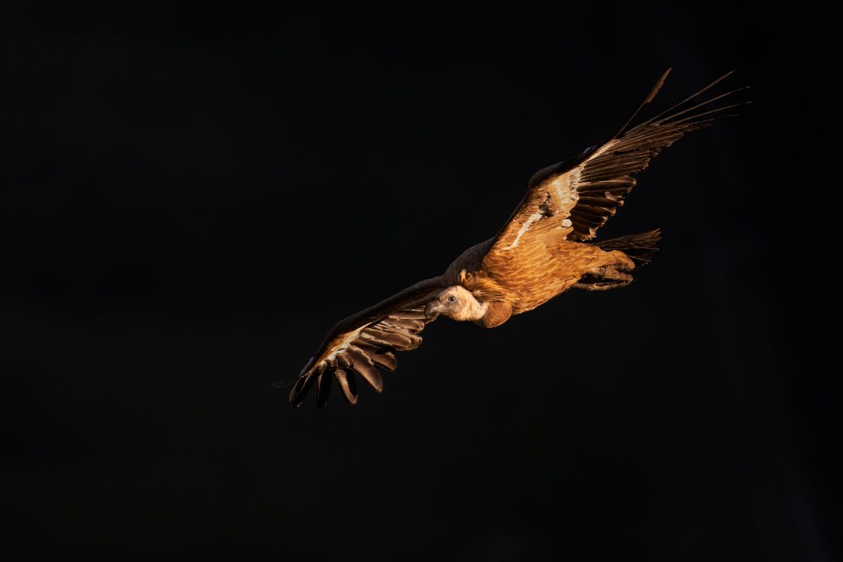 Gallery of raptor images of nature photographer Nicolas Stettler.