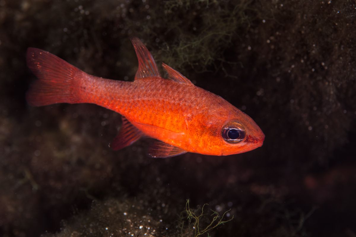 Galerie mit Fotos von Fische, fotografiert von Naturfotograf Nicolas Stettler..