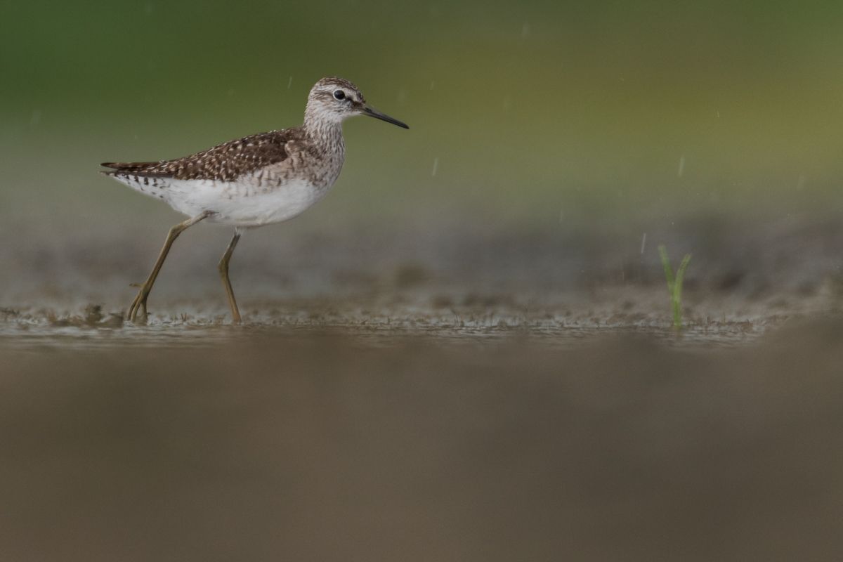 Galerie mit Vogelfotos von Limikolen, fotografiert von Naturfotograf Nicolas Stettler..