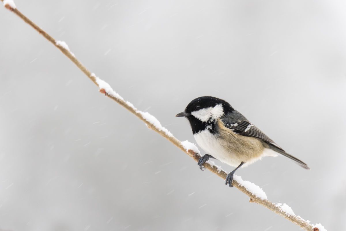 Gallery of songbirds, photographed by nature photographer Nicolas Stettler.