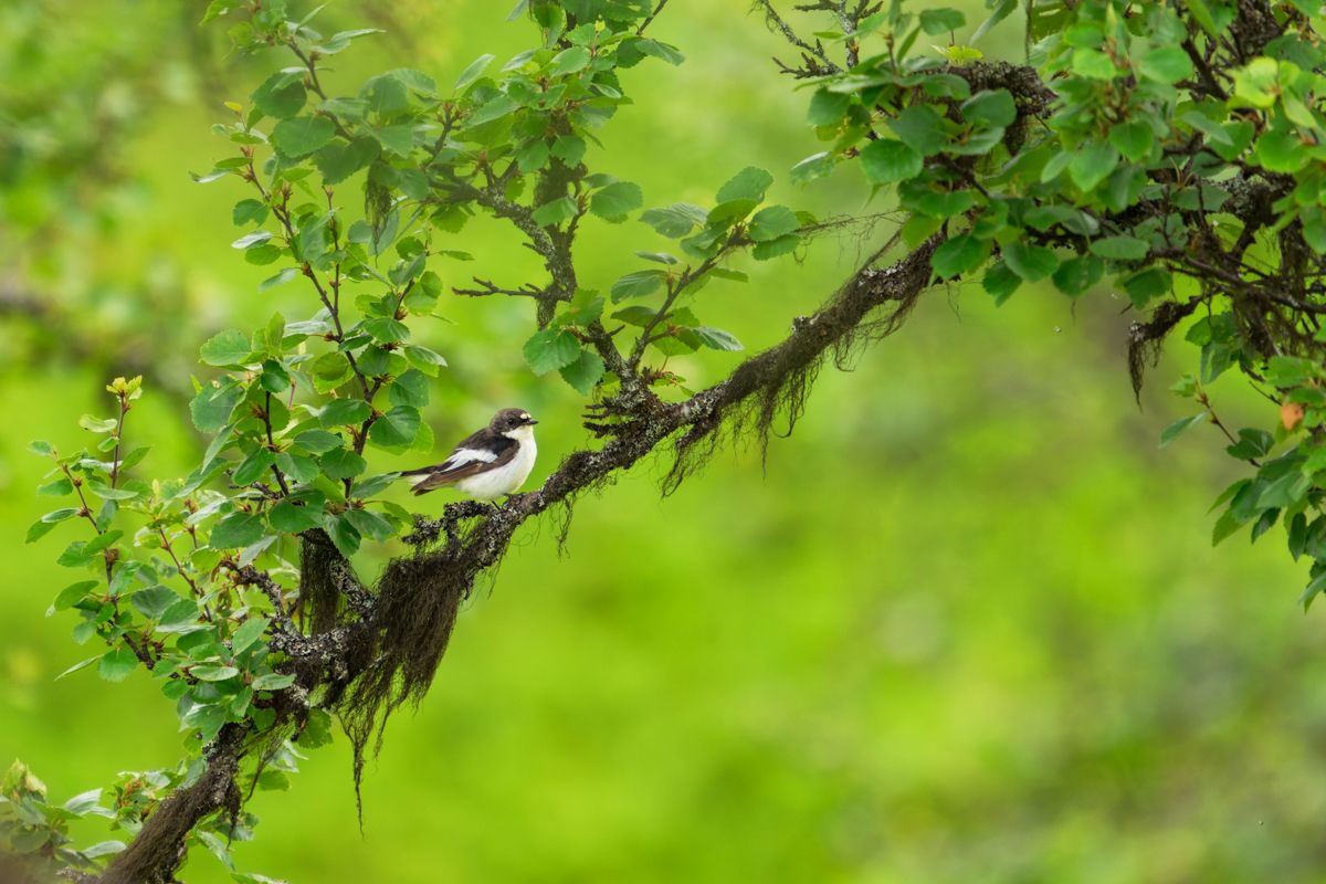 Gallery of songbirds, photographed by nature photographer Nicolas Stettler.