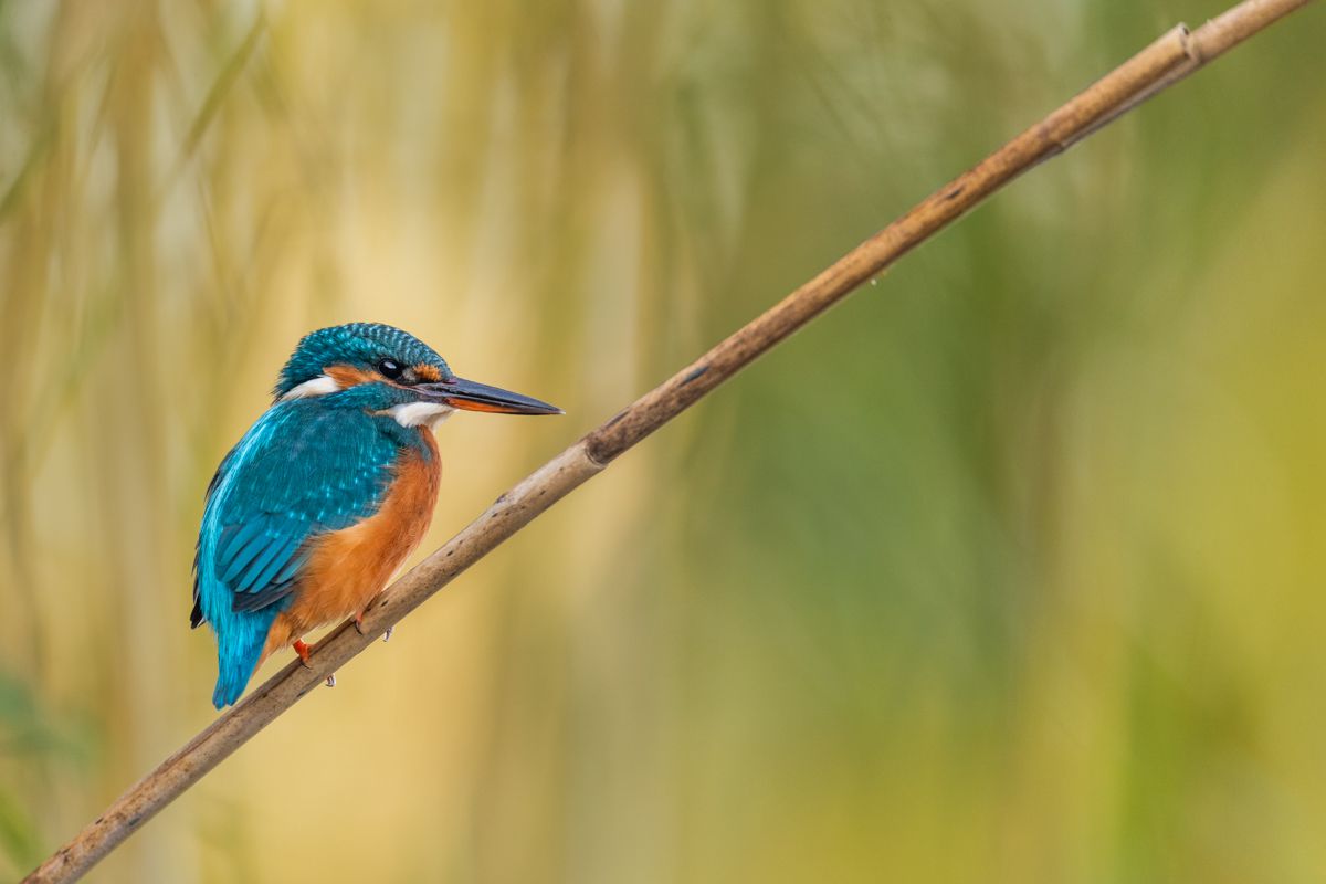 Galerie mit Vogelfotos von Wasservögeln, fotografiert von Naturfotograf Nicolas Stettler..