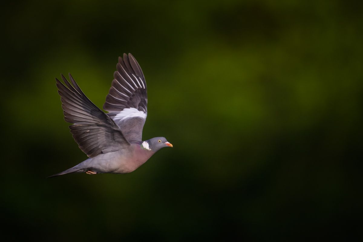 Gallery of songbirds, photographed by nature photographer Nicolas Stettler.