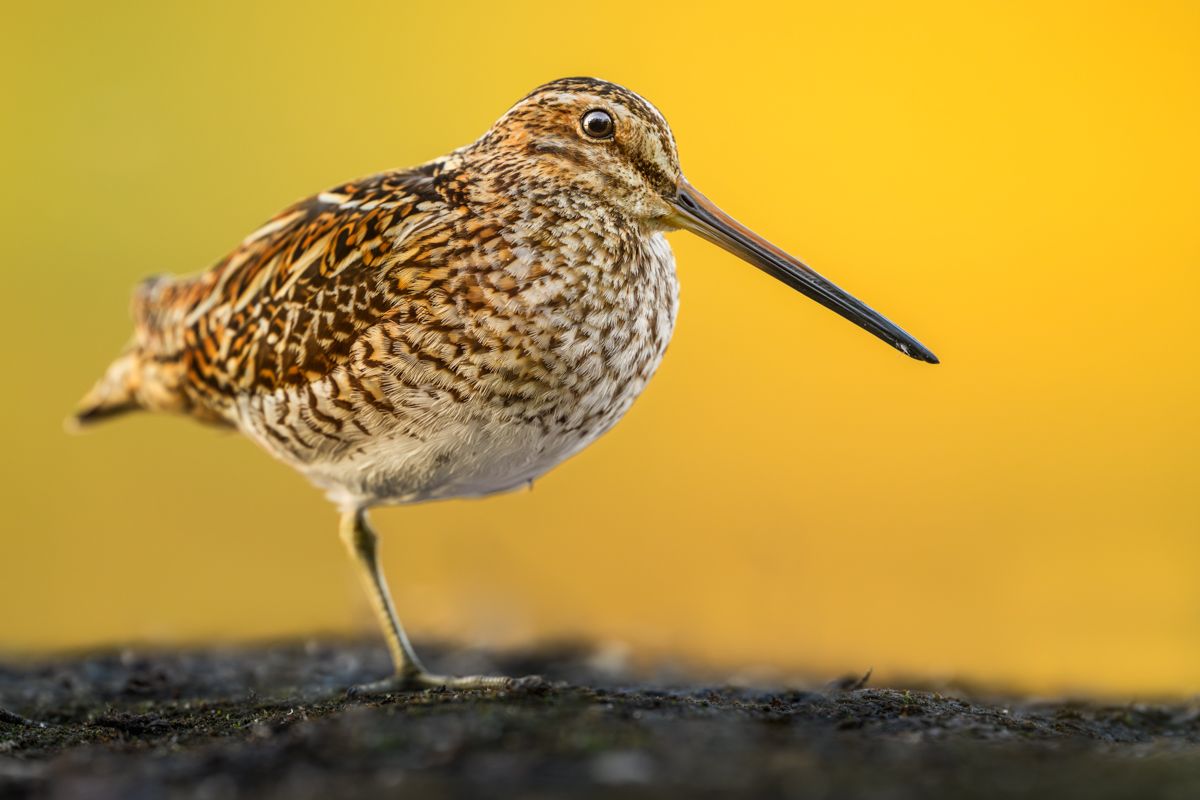 Galerie mit Vogelfotos von Wasservögeln, fotografiert von Naturfotograf Nicolas Stettler..