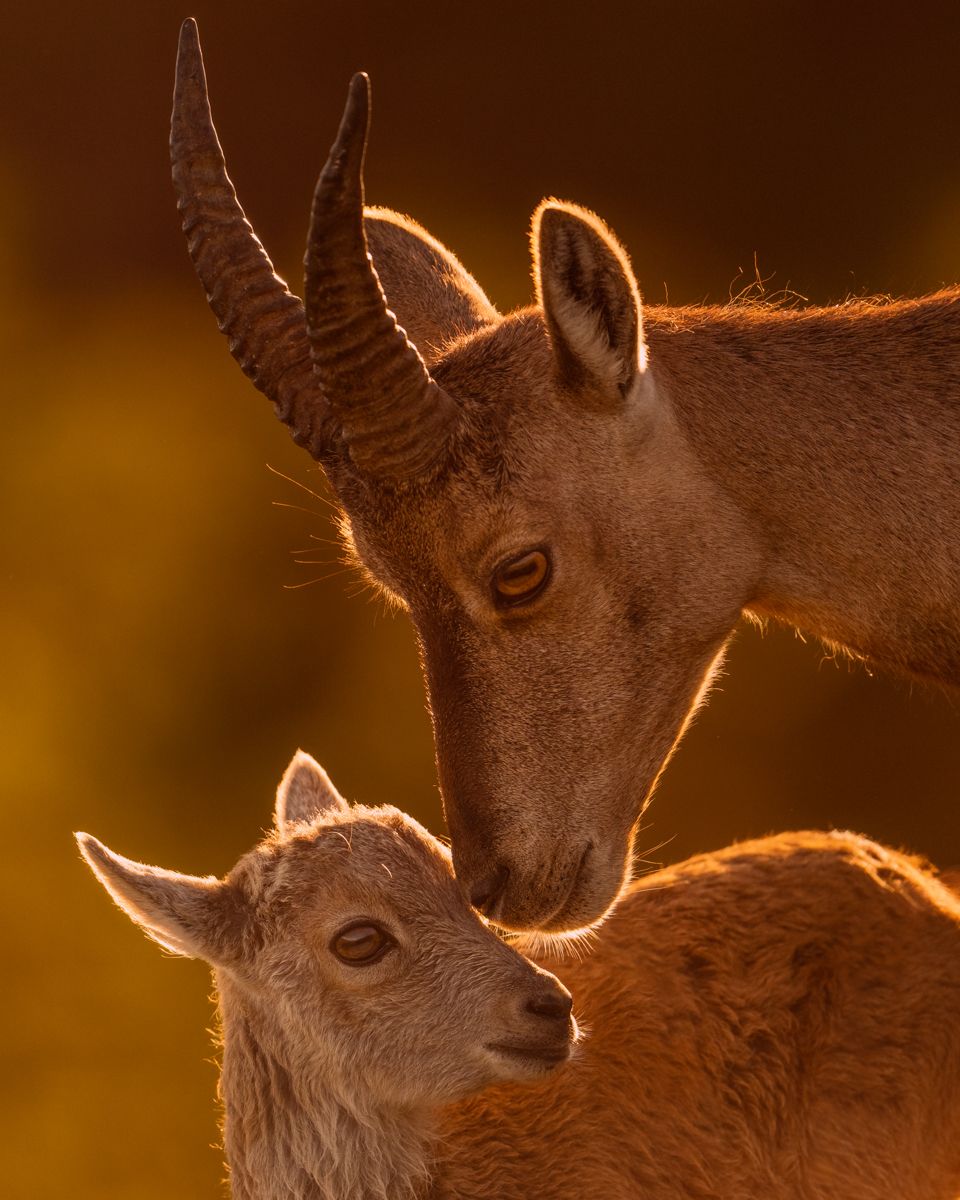 Galerie mit Biber Fotos, fotografiert von Naturfotograf Nicolas Stettler.