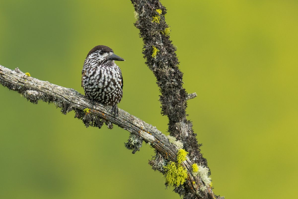 Gallery of songbirds, photographed by nature photographer Nicolas Stettler.