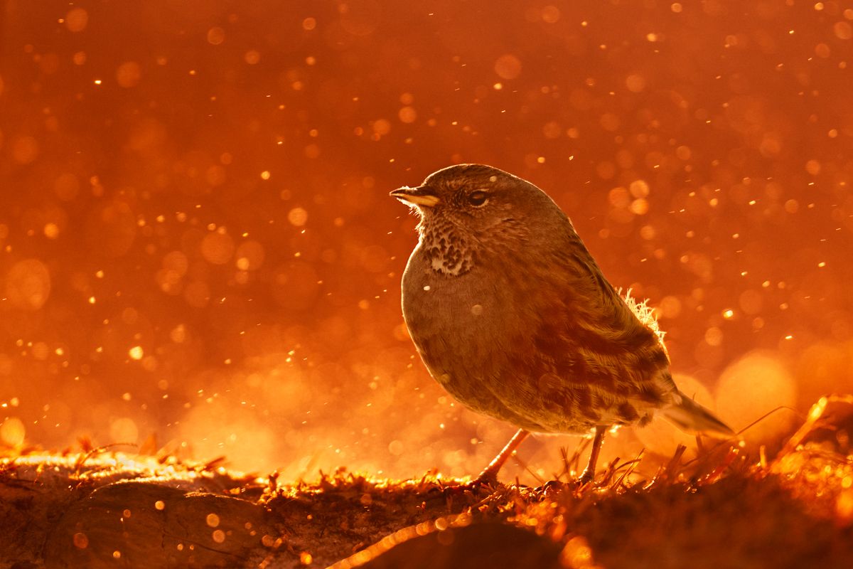 Gallery of songbirds, photographed by nature photographer Nicolas Stettler.