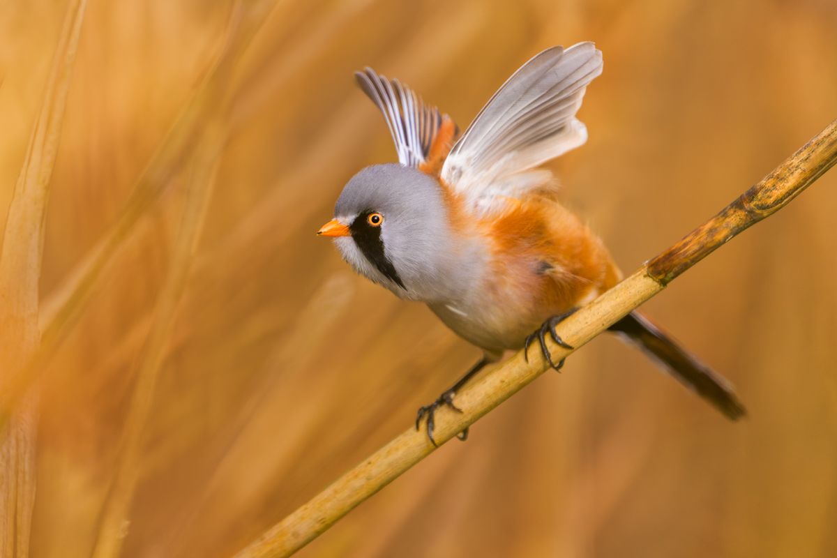 Gallery of songbirds, photographed by nature photographer Nicolas Stettler.