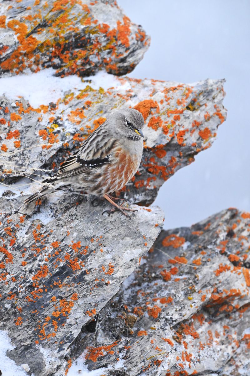 Gallery of songbirds, photographed by nature photographer Nicolas Stettler.