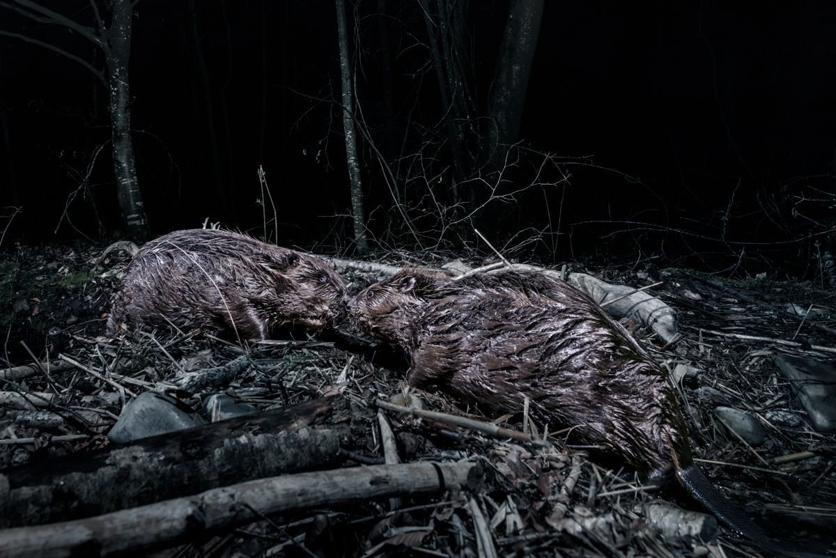 Gallery of fish, photographed by nature photographer Nicolas Stettler.