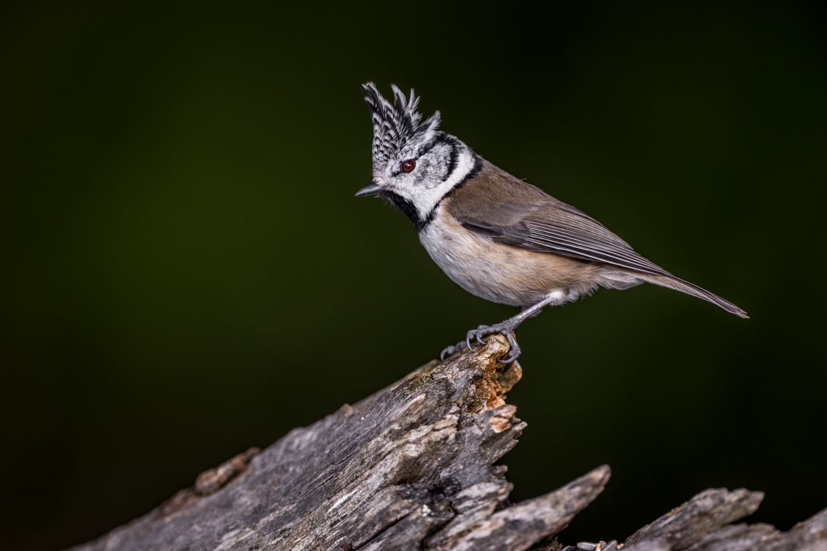 Gallery of songbirds, photographed by nature photographer Nicolas Stettler.