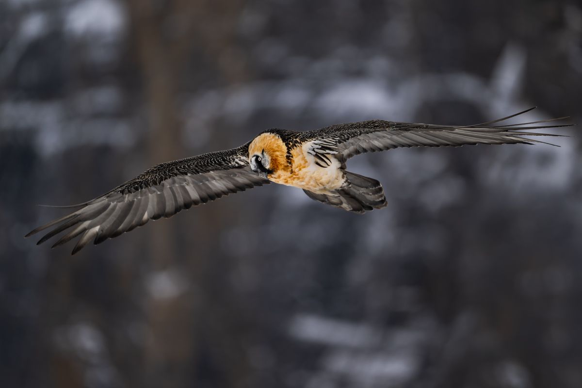 Galerie mit Fotos von Greifvögeln, fotografiert von Naturfotograf Nicolas Stettler.