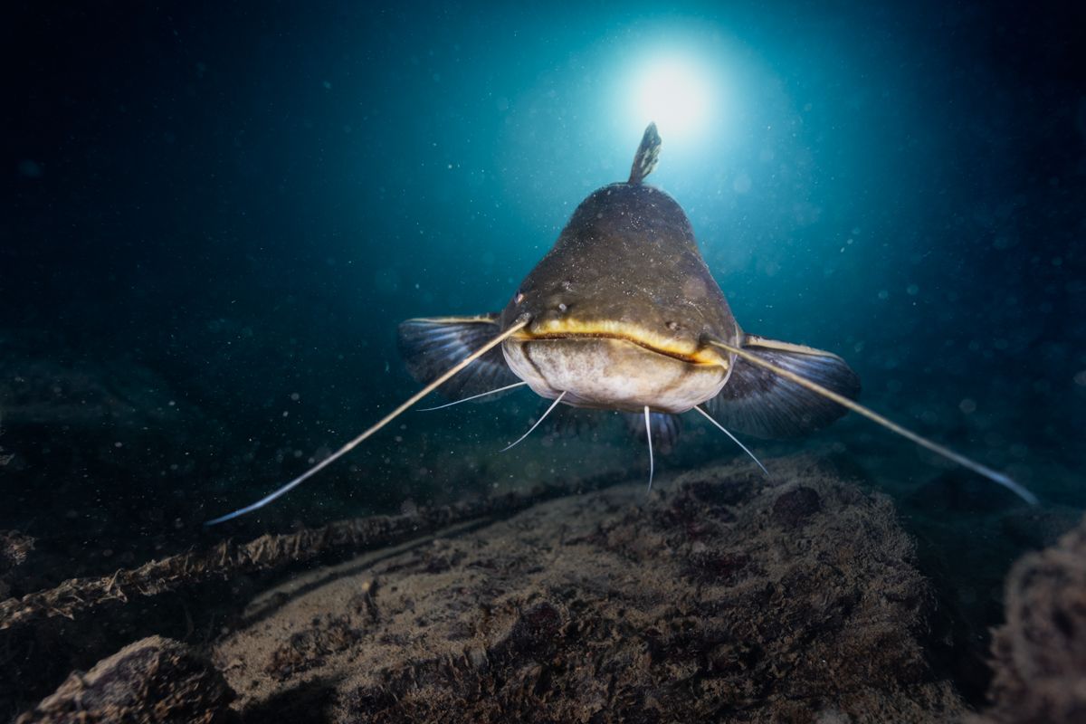 Galerie mit Fotos von Fische, fotografiert von Naturfotograf Nicolas Stettler..