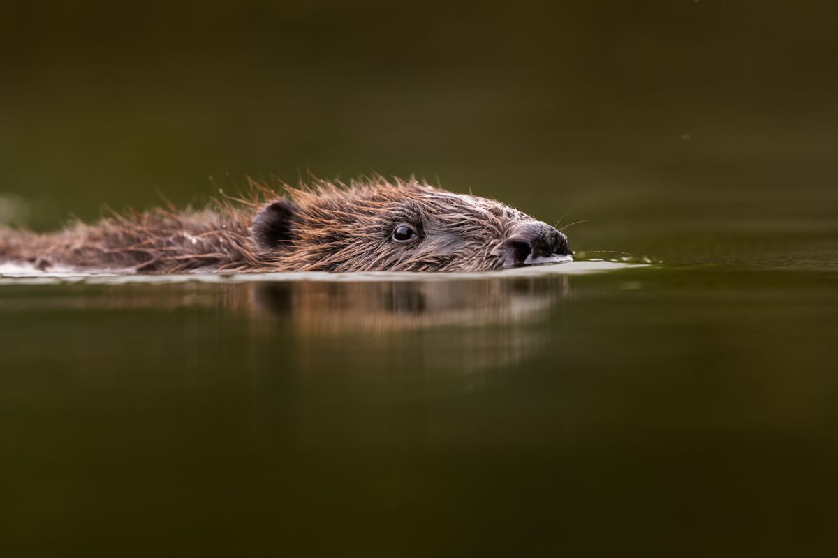 Gallery of fish, photographed by nature photographer Nicolas Stettler.