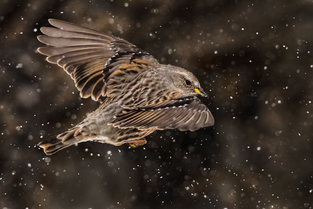 Gallery of songbirds, photographed by nature photographer Nicolas Stettler.