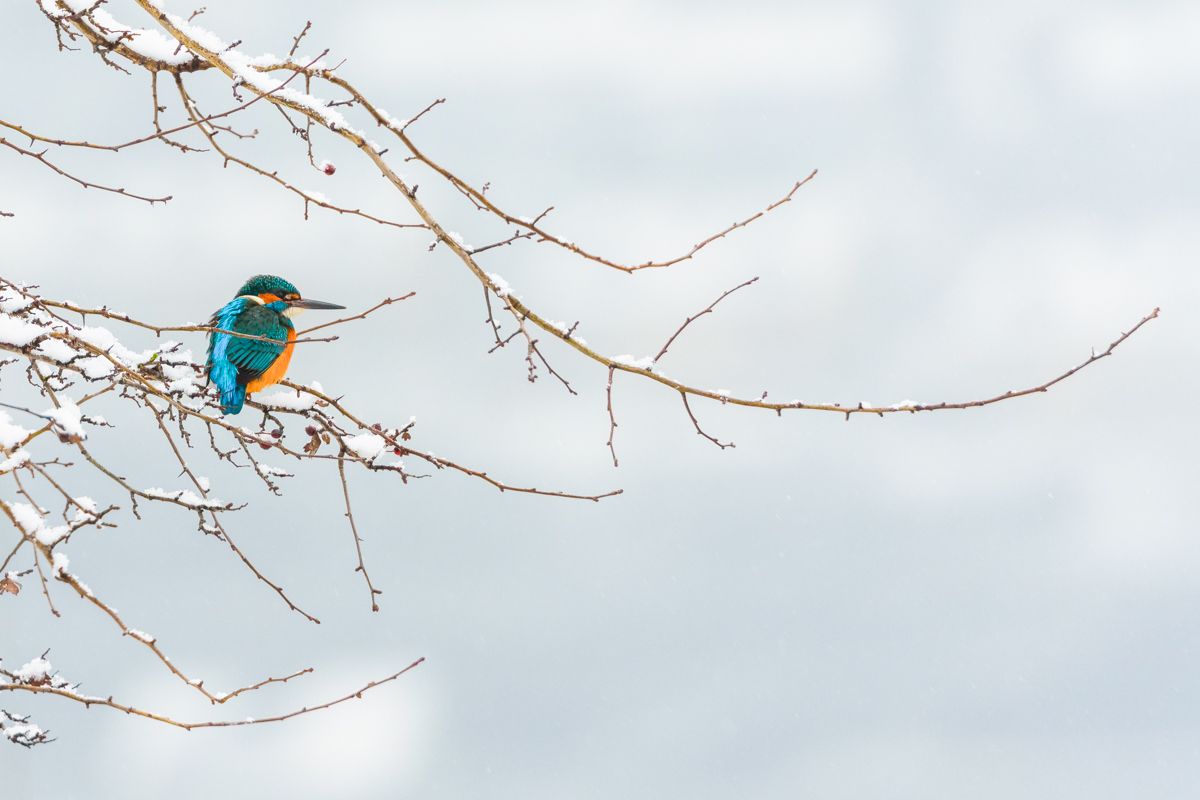 Gallery of water birds images of nature photographer Nicolas Stettler.