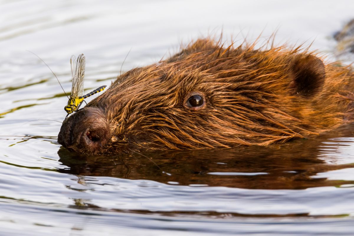 Gallery of fish, photographed by nature photographer Nicolas Stettler.