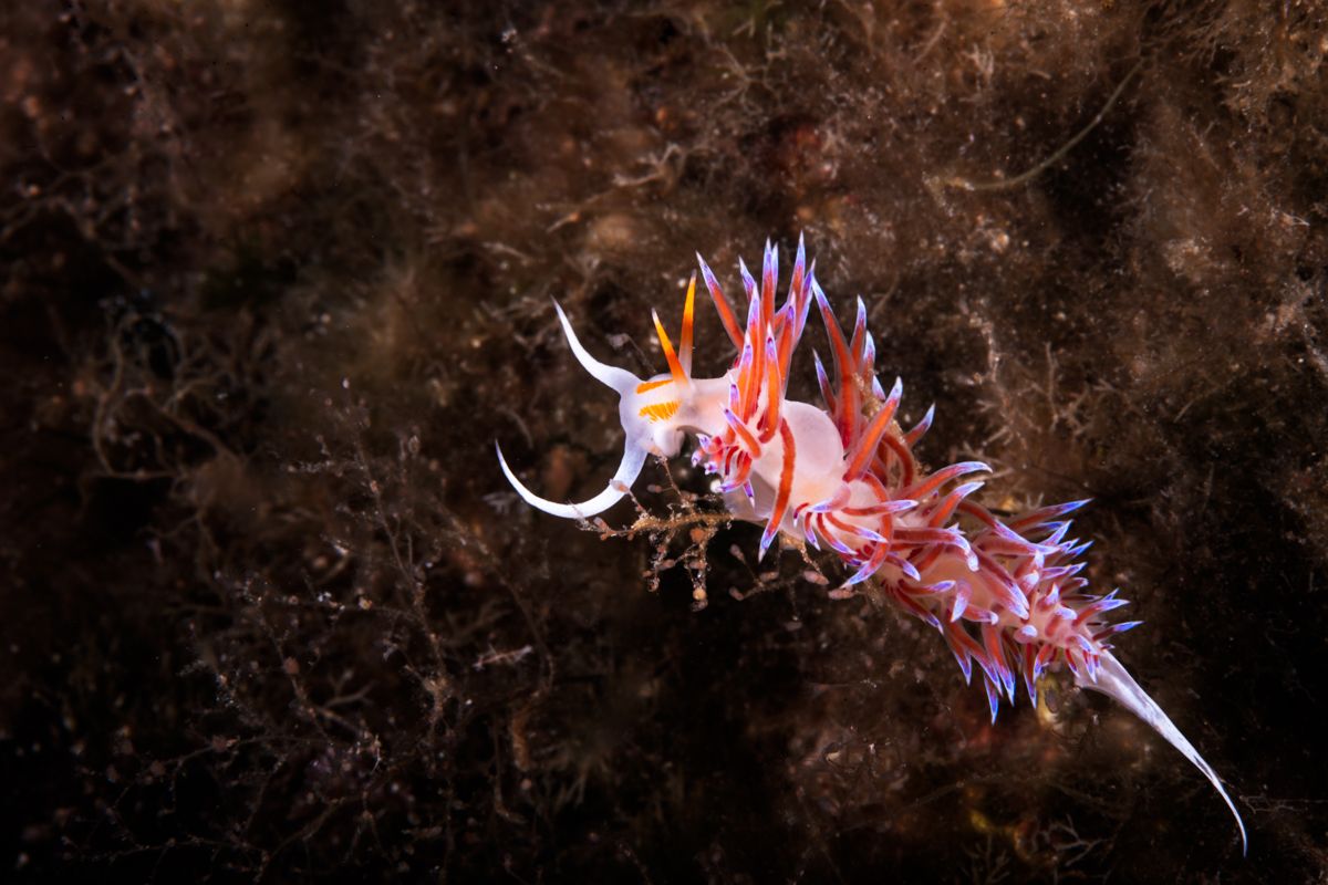 Galerie mit Fotos von Fische, fotografiert von Naturfotograf Nicolas Stettler..