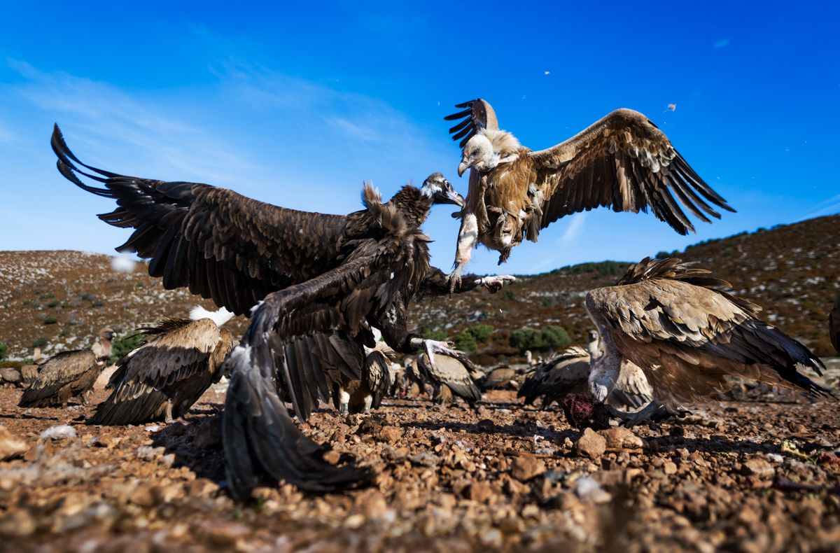 Portfolio von Naturfotograf Nicolas Stettler.