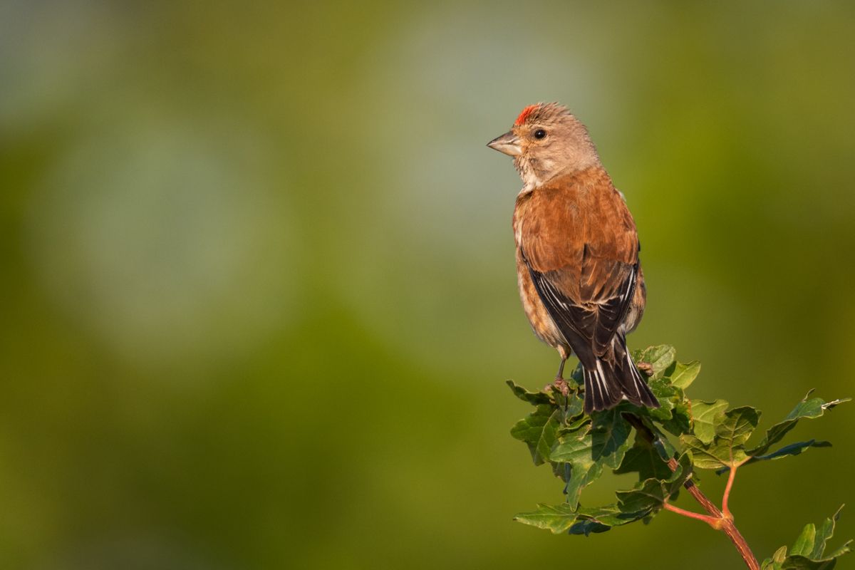 Gallery of songbirds, photographed by nature photographer Nicolas Stettler.