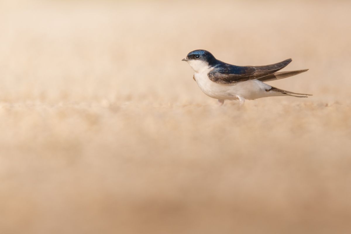 Gallery of swifts and swallows, photographed by nature photographer Nicolas Stettler.