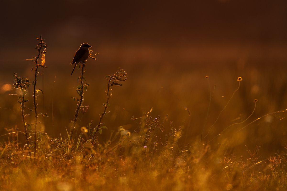 Gallery of songbirds, photographed by nature photographer Nicolas Stettler.