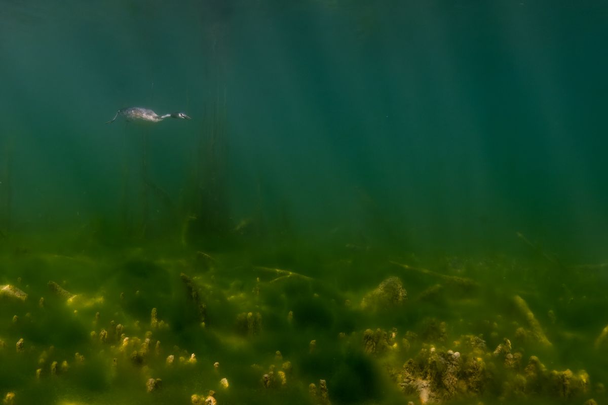 Galerie mit Vogelfotos von Wasservögeln, fotografiert von Naturfotograf Nicolas Stettler..