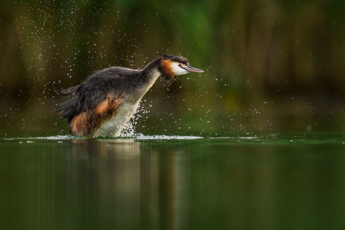 Gallery of water birds images of nature photographer Nicolas Stettler.