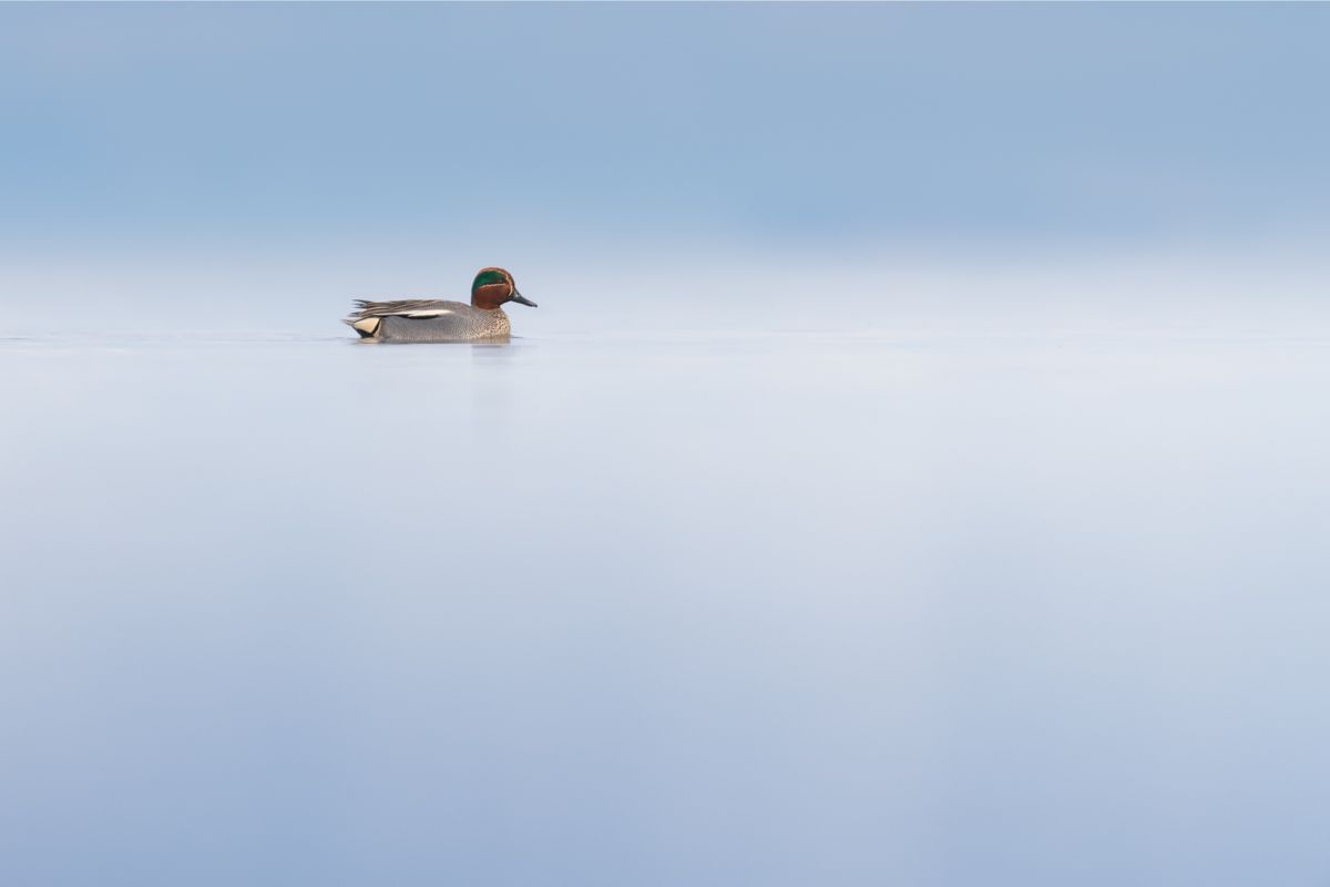 Gallery of water birds images of nature photographer Nicolas Stettler.