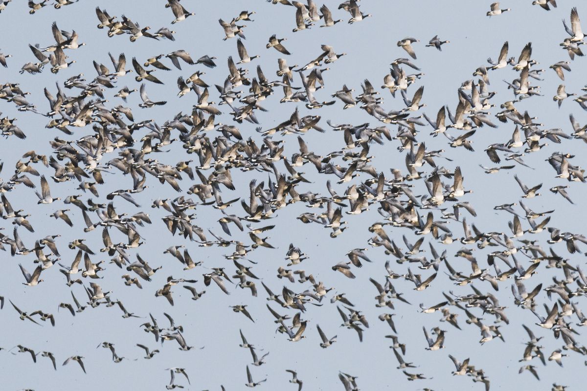 Galerie mit Vogelfotos von Wasservögeln, fotografiert von Naturfotograf Nicolas Stettler..