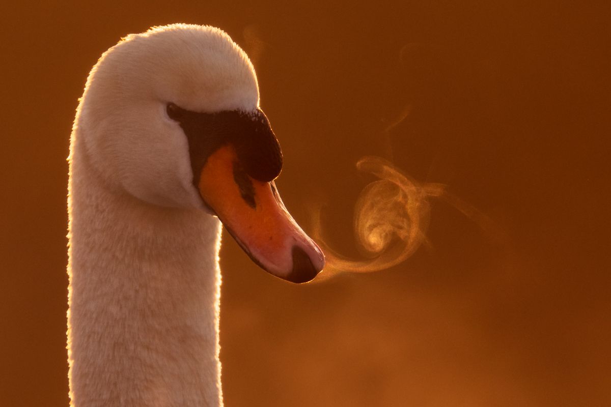 Gallery of water birds images of nature photographer Nicolas Stettler.