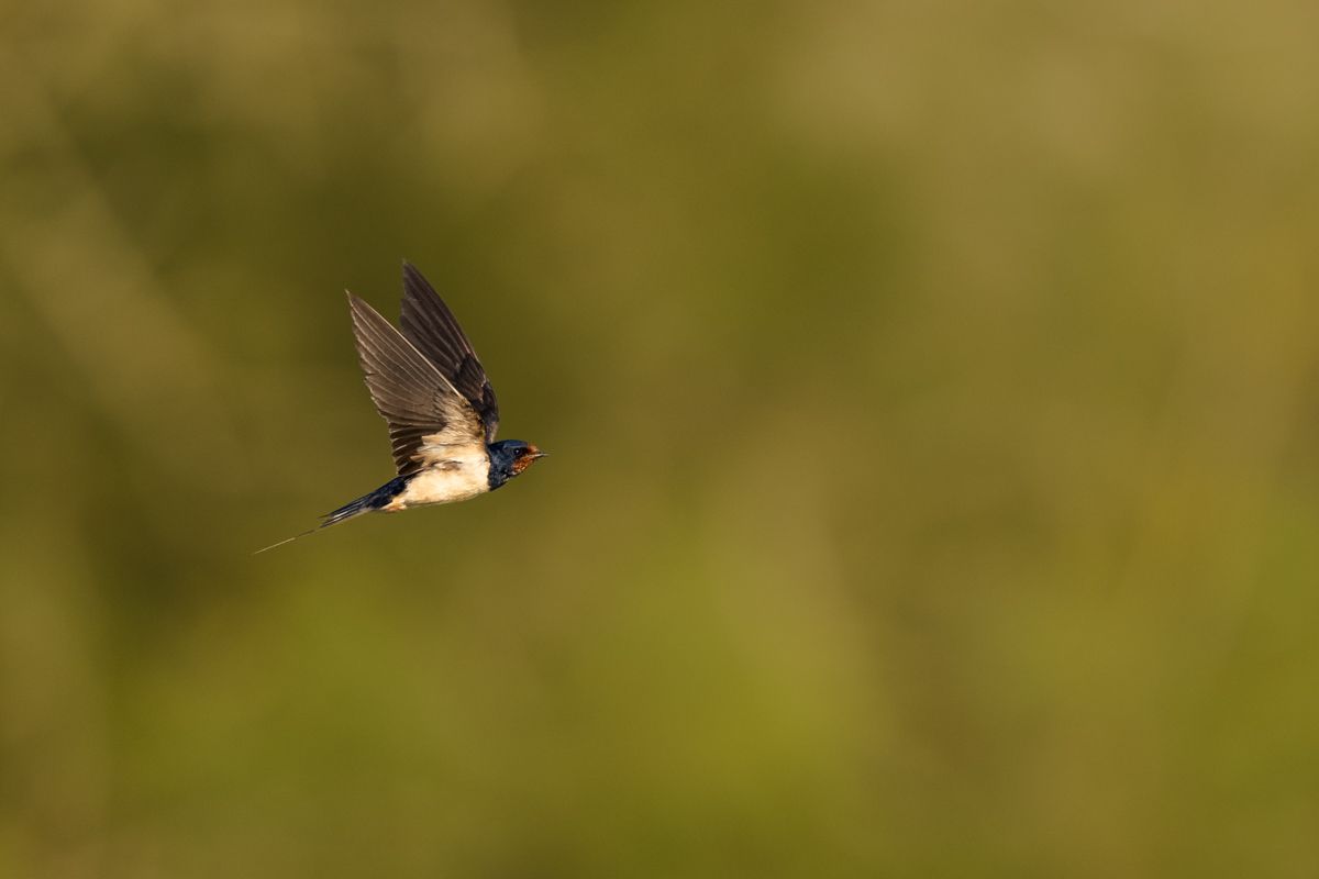 Gallery of swifts and swallows, photographed by nature photographer Nicolas Stettler.