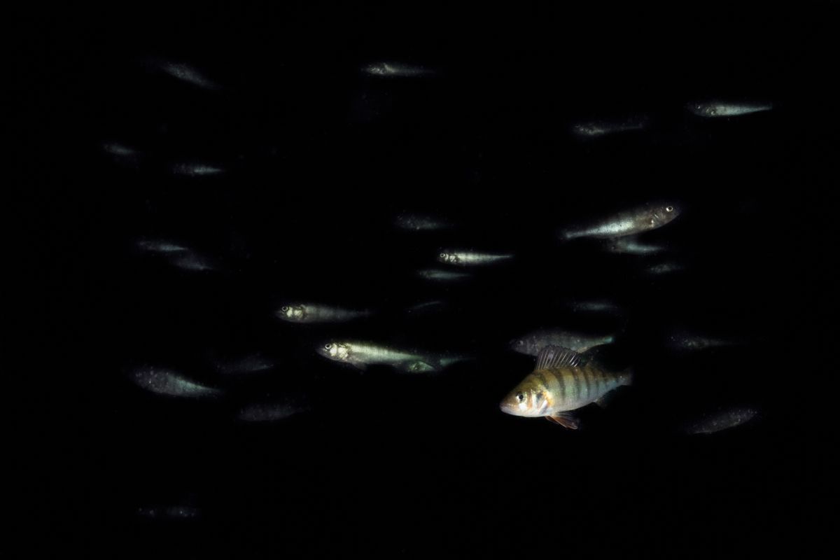 Gallery of fish, photographed by nature photographer Nicolas Stettler.