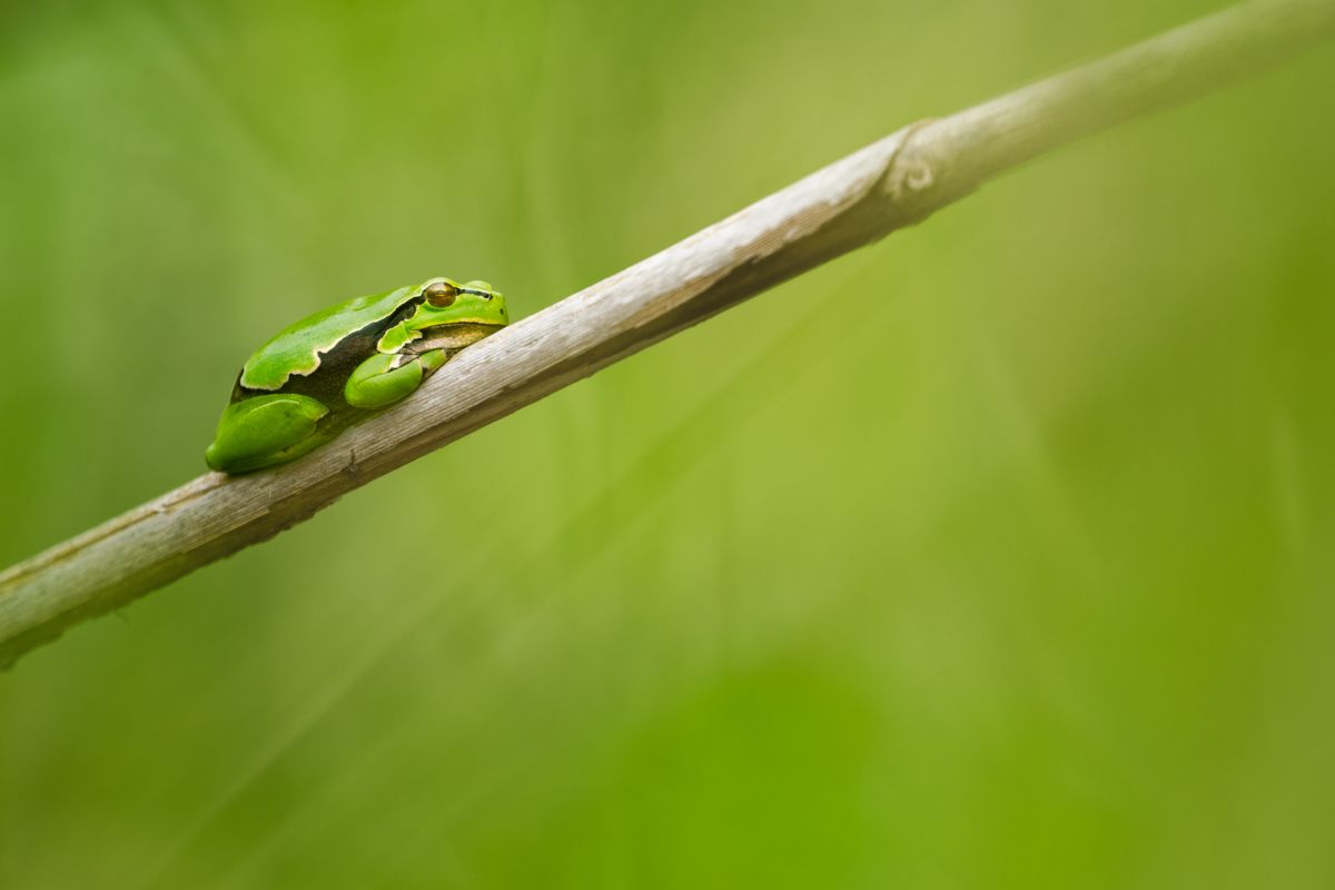 Gallery of macro images of nature photographer Nicolas Stettler.