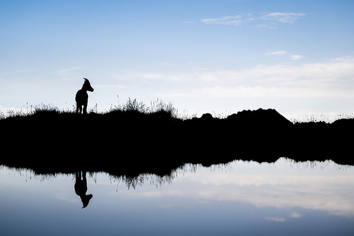 Galerie mit Biber Fotos, fotografiert von Naturfotograf Nicolas Stettler.