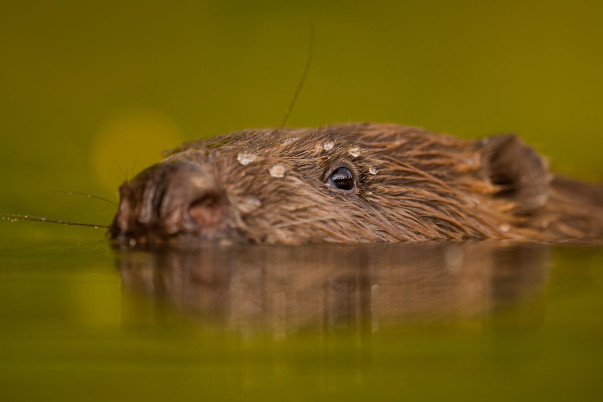 Gallery of fish, photographed by nature photographer Nicolas Stettler.