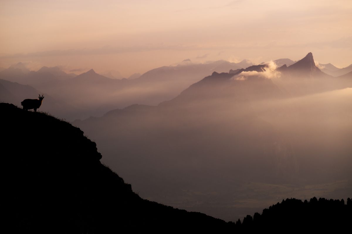 Galerie mit Biber Fotos, fotografiert von Naturfotograf Nicolas Stettler.