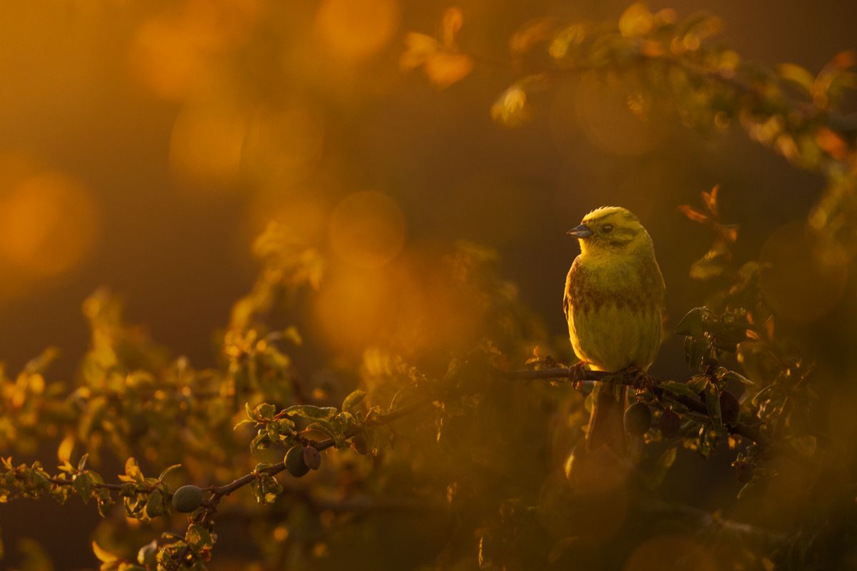 Gallery of songbirds, photographed by nature photographer Nicolas Stettler.