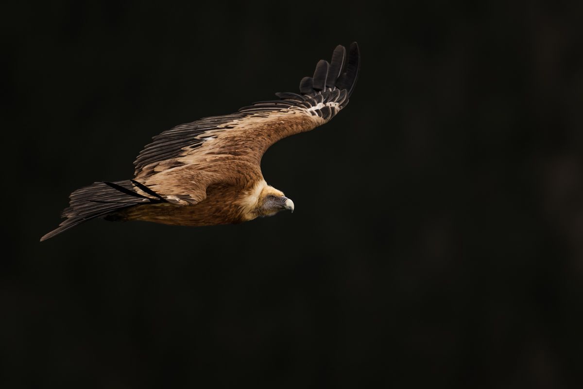 Galerie mit Fotos von Greifvögeln, fotografiert von Naturfotograf Nicolas Stettler.