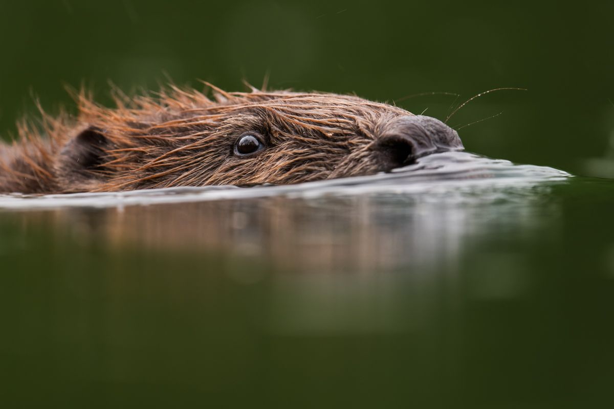 Gallery of fish, photographed by nature photographer Nicolas Stettler.