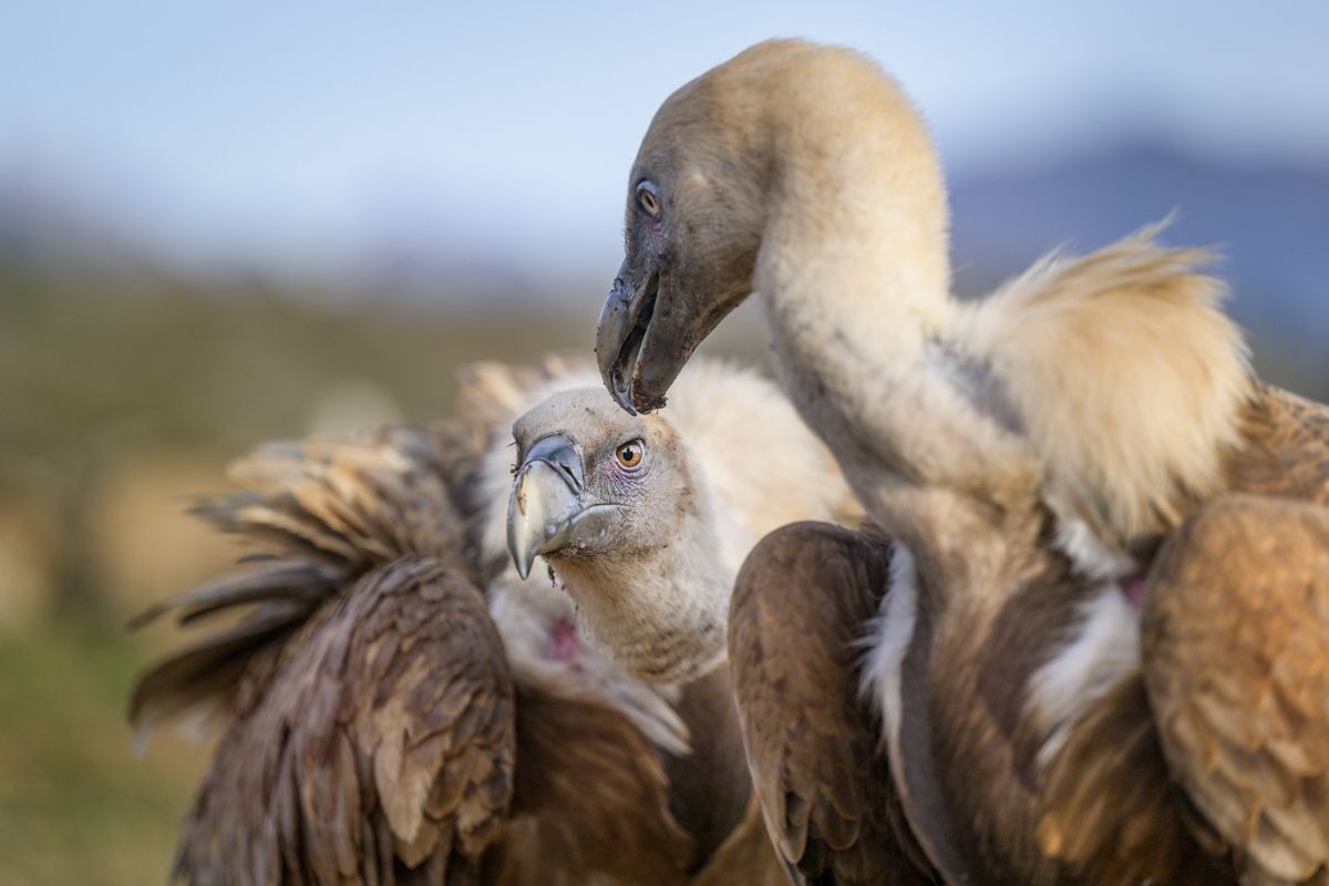 Galerie mit Fotos von Greifvögeln, fotografiert von Naturfotograf Nicolas Stettler.