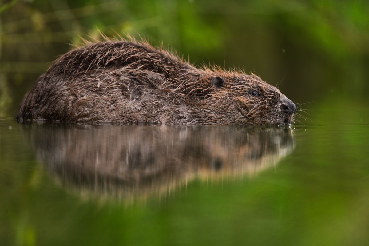 Gallery of fish, photographed by nature photographer Nicolas Stettler.